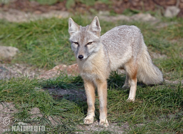 Korsak (Vulpes corsac)