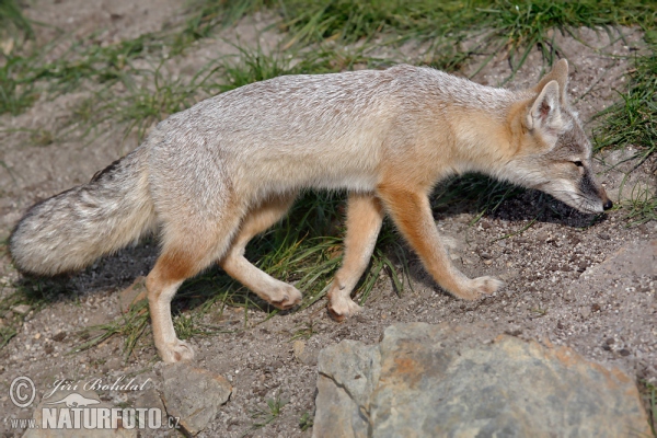 Korsak (Vulpes corsac)