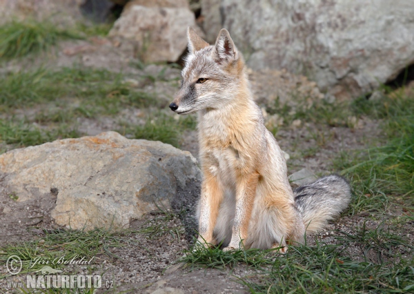 Korsak (Vulpes corsac)