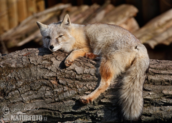 Korsak (Vulpes corsac)