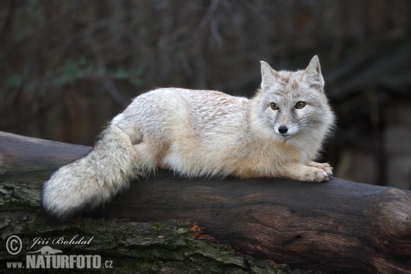 Korsak (Vulpes corsac)