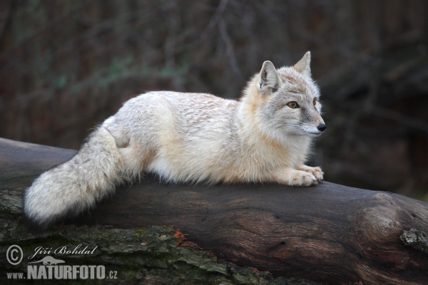 Korsak (Vulpes corsac)