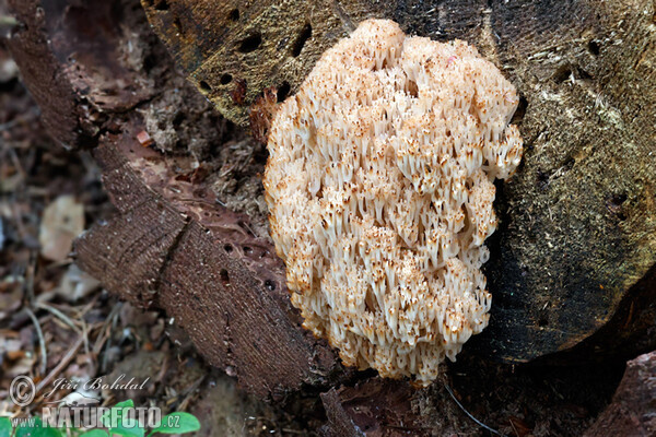 Korunokyjka svícnovitá (Artomyces pyxidatus)