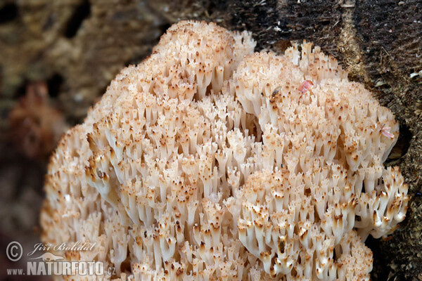 Korunovec svietnikovitý (Artomyces pyxidatus)