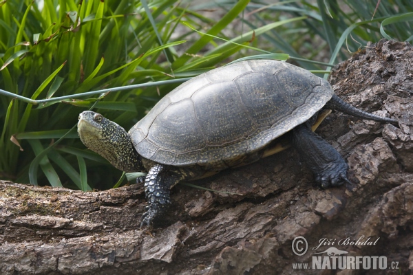 Korytnačka močiarna (Emys orbicularis)