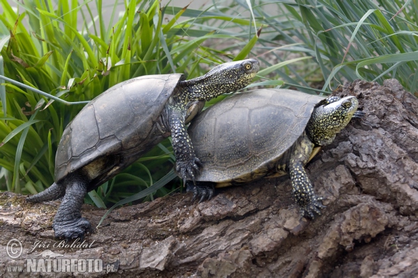 Korytnačka močiarna (Emys orbicularis)