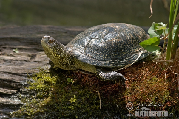 Korytnačka močiarna (Emys orbicularis)