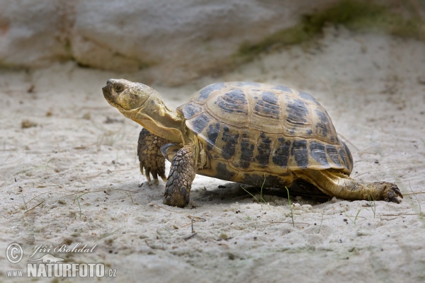 Korytnačka stepná (Testudo horsfieldii)