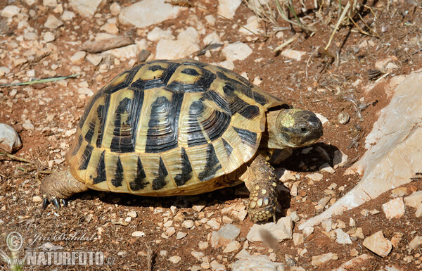 Korytnačka zelenkastá (Testudo hermanni)