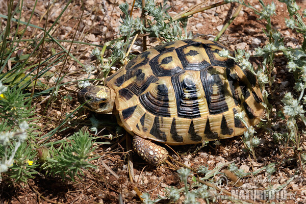 Korytnačka zelenkastá (Testudo hermanni)