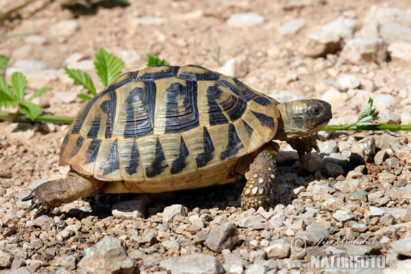 Korytnačka zelenkastá (Testudo hermanni)