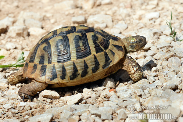 Korytnačka zelenkastá (Testudo hermanni)