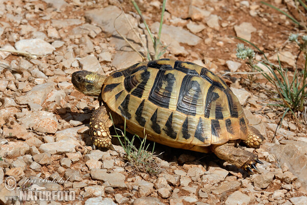 Korytnačka zelenkastá (Testudo hermanni)