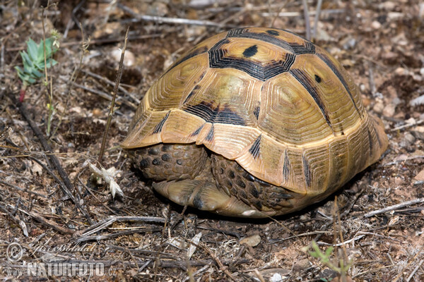 Korytnačka žltohnedá (Testudo graeca)