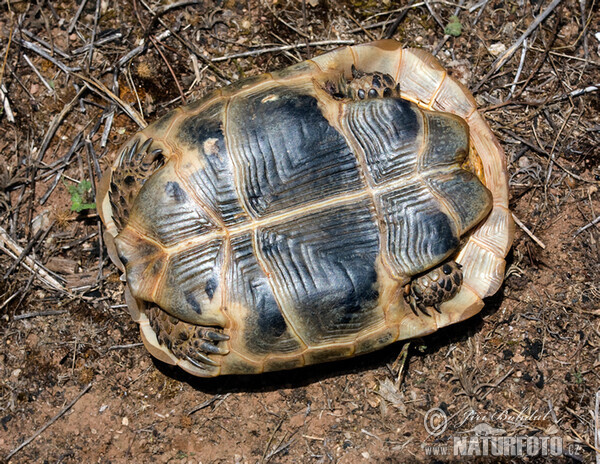 Korytnačka žltohnedá (Testudo graeca)