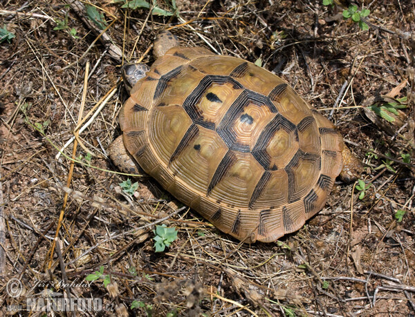 Korytnačka žltohnedá (Testudo graeca)