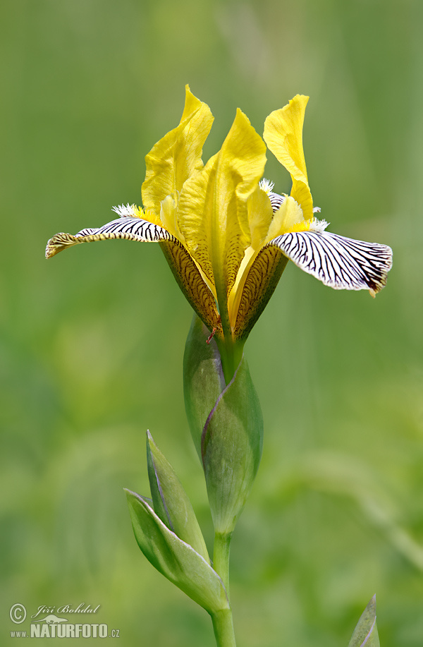 Kosatec (Iris variegata)