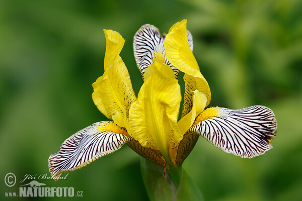 Kosatec různobarvý (Iris variegata)