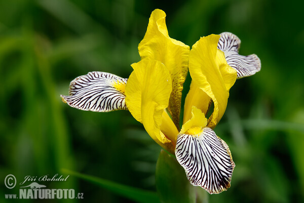 Kosatec různobarvý (Iris variegata)