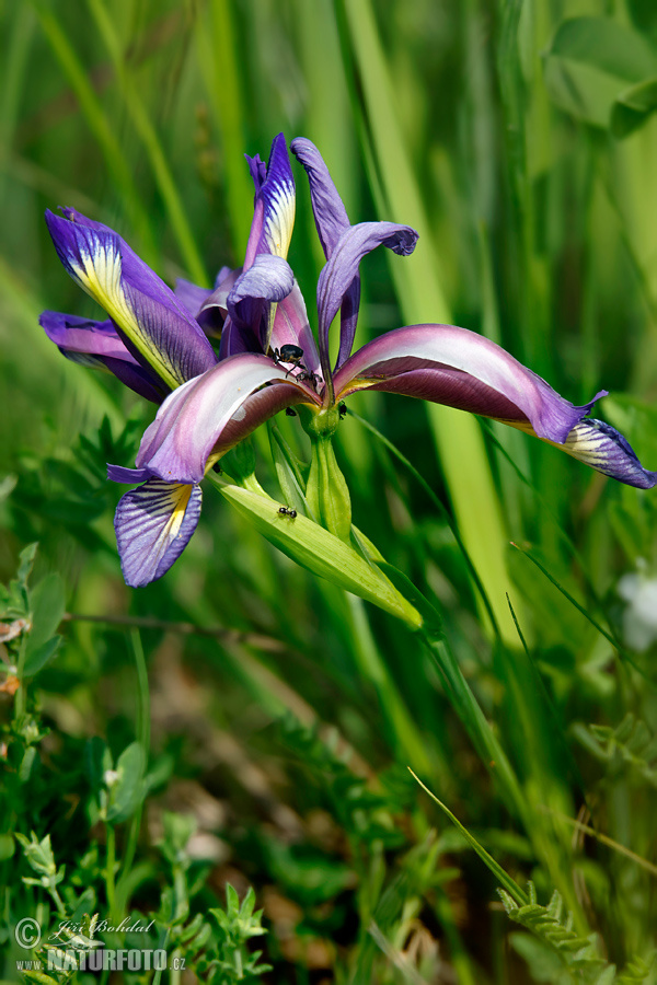 Kosatec távolistý (Iris graminea)