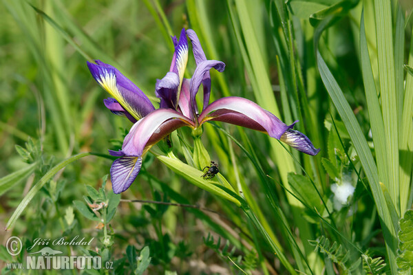 Kosatec távolistý (Iris graminea)