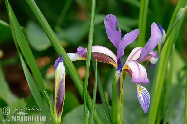 Kosatec trávolistý (Iris graminea)