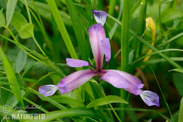 Kosatec trávolistý (Iris graminea)