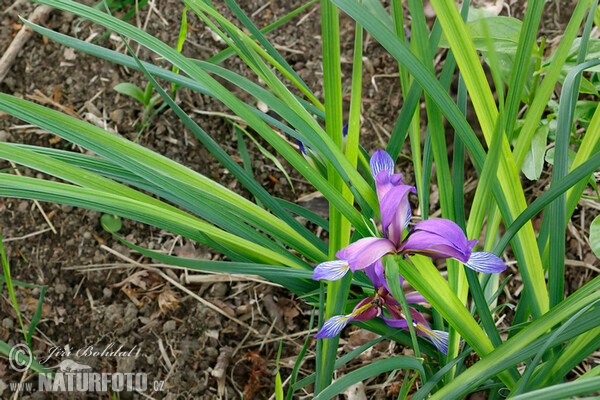 Kosatec trávolistý (Iris graminea)