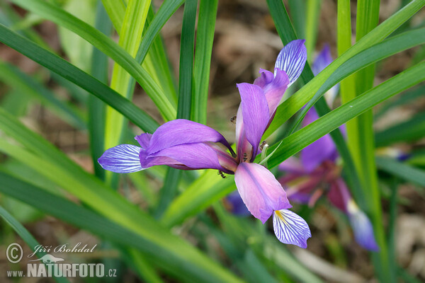 Kosatec trávolistý (Iris graminea)