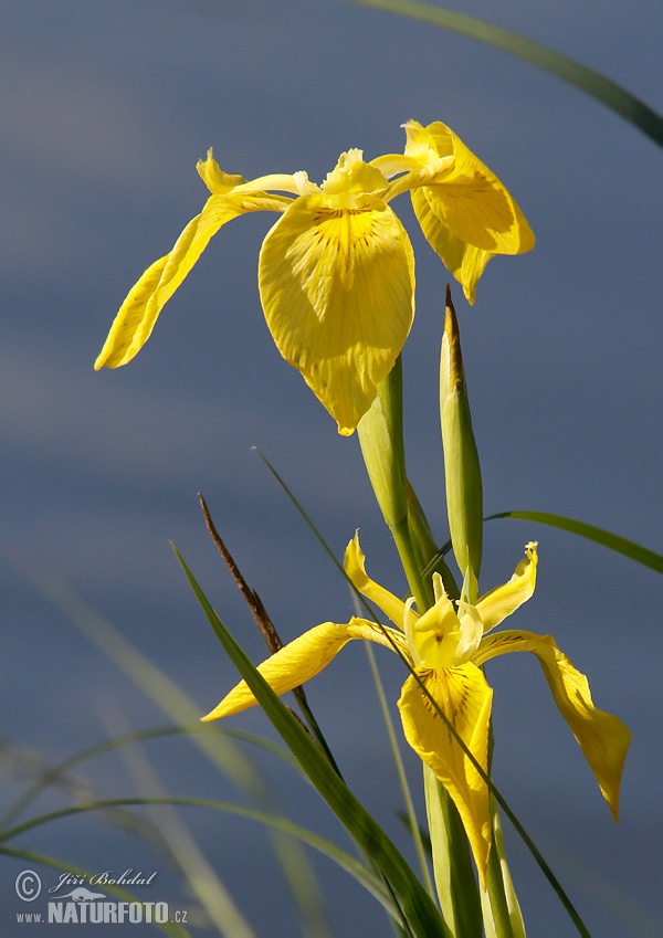 Kosatec žltý (Iris pseudacorus)