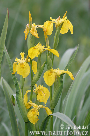 Kosatec žltý (Iris pseudacorus)