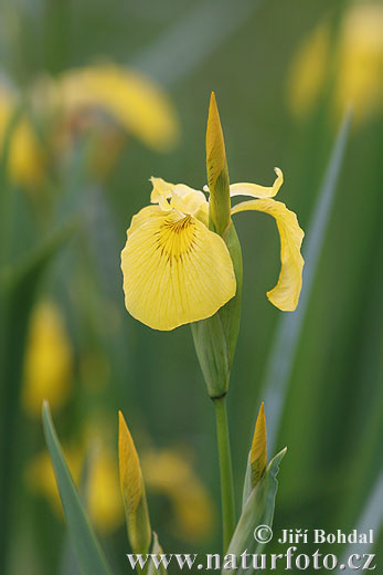 Kosatec žltý (Iris pseudacorus)