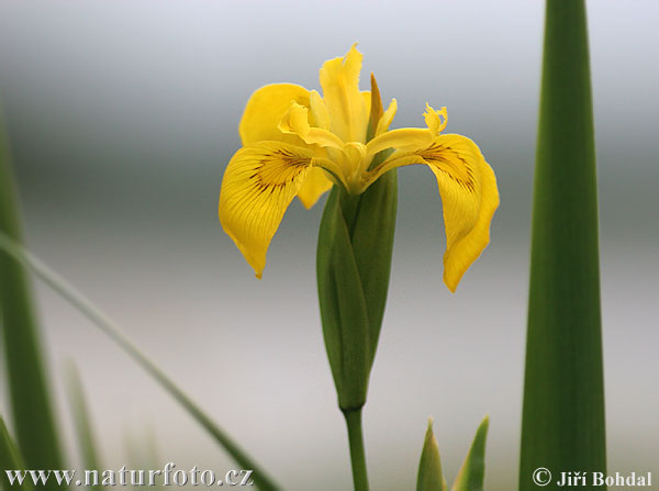 Kosatec žltý (Iris pseudacorus)