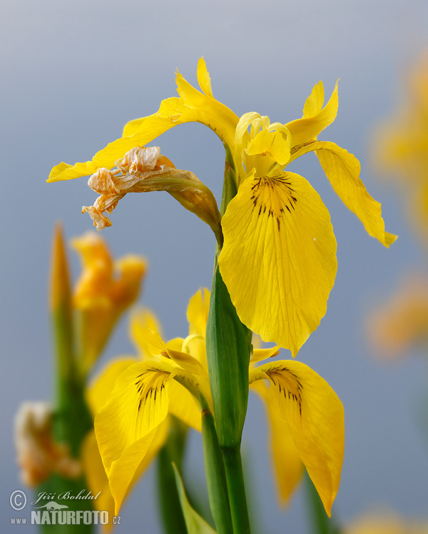 Kosatec žltý (Iris pseudacorus)