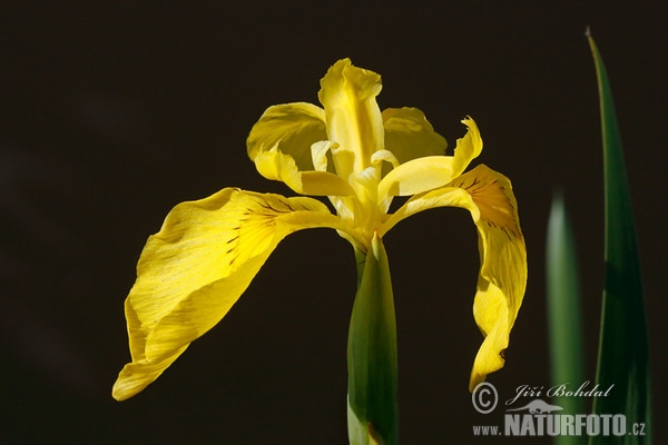 Kosatec žlutý (Iris pseudacorus)