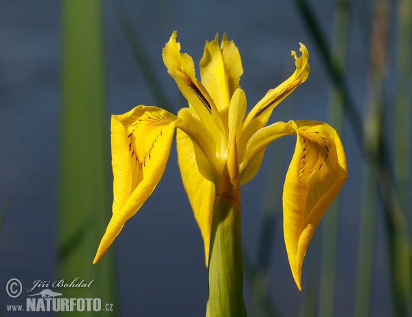 Kosatec žlutý (Iris pseudacorus)