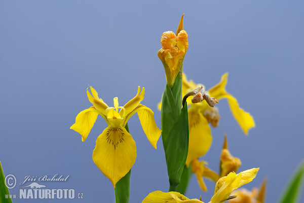 Kosatec žlutý (Iris pseudacorus)