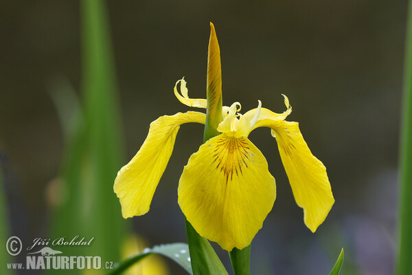 Kosatec žlutý (Iris pseudacorus)