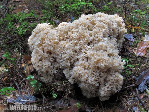 Kotrč kadeřavý (Sparassis crispa)