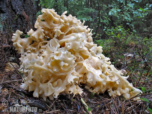 Kotrč kadeřavý (Sparassis crispa)