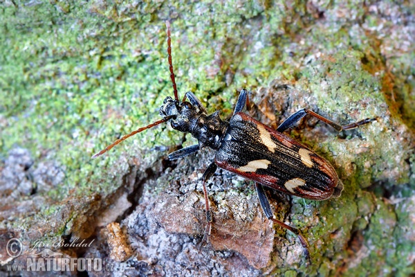 Kousavec dvoupáskovaný (Rhagium bifasciatum)