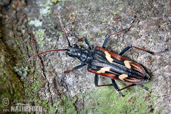 Kousavec dvoupáskovaný (Rhagium bifasciatum)