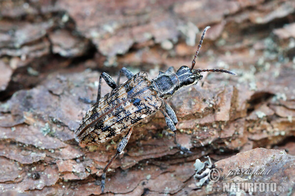 Kousavec korový (Rhagium inquisitor)