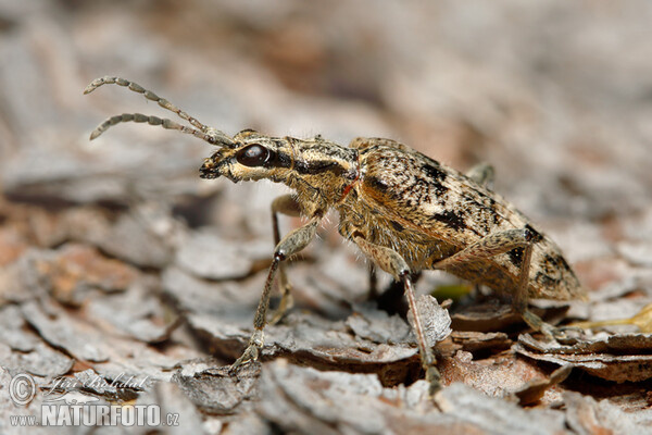 Kousavec korový (Rhagium inquisitor)