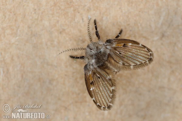 Koutule skvrnitá (Clogmia albipunctata)