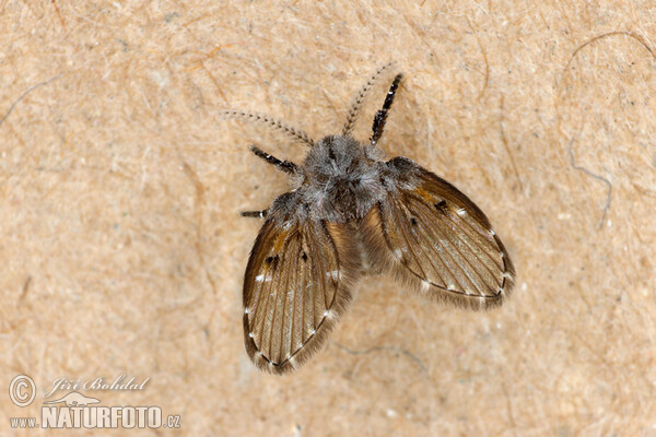 Koutule skvrnitá (Clogmia albipunctata)