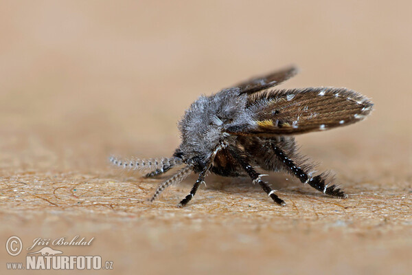 Koutule skvrnitá (Clogmia albipunctata)