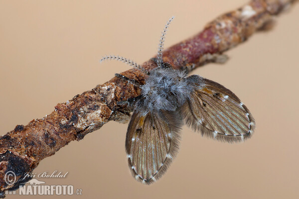 Koutule skvrnitá (Clogmia albipunctata)