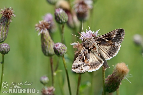 Kovolesklec gama (Autographa gamma)