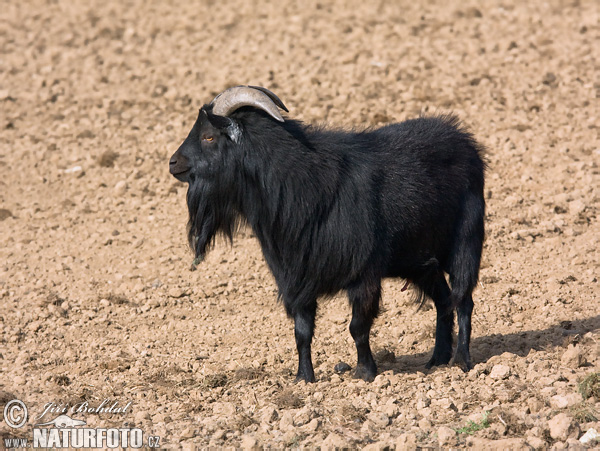 Koza domáca (Capra aegagrus hircus)